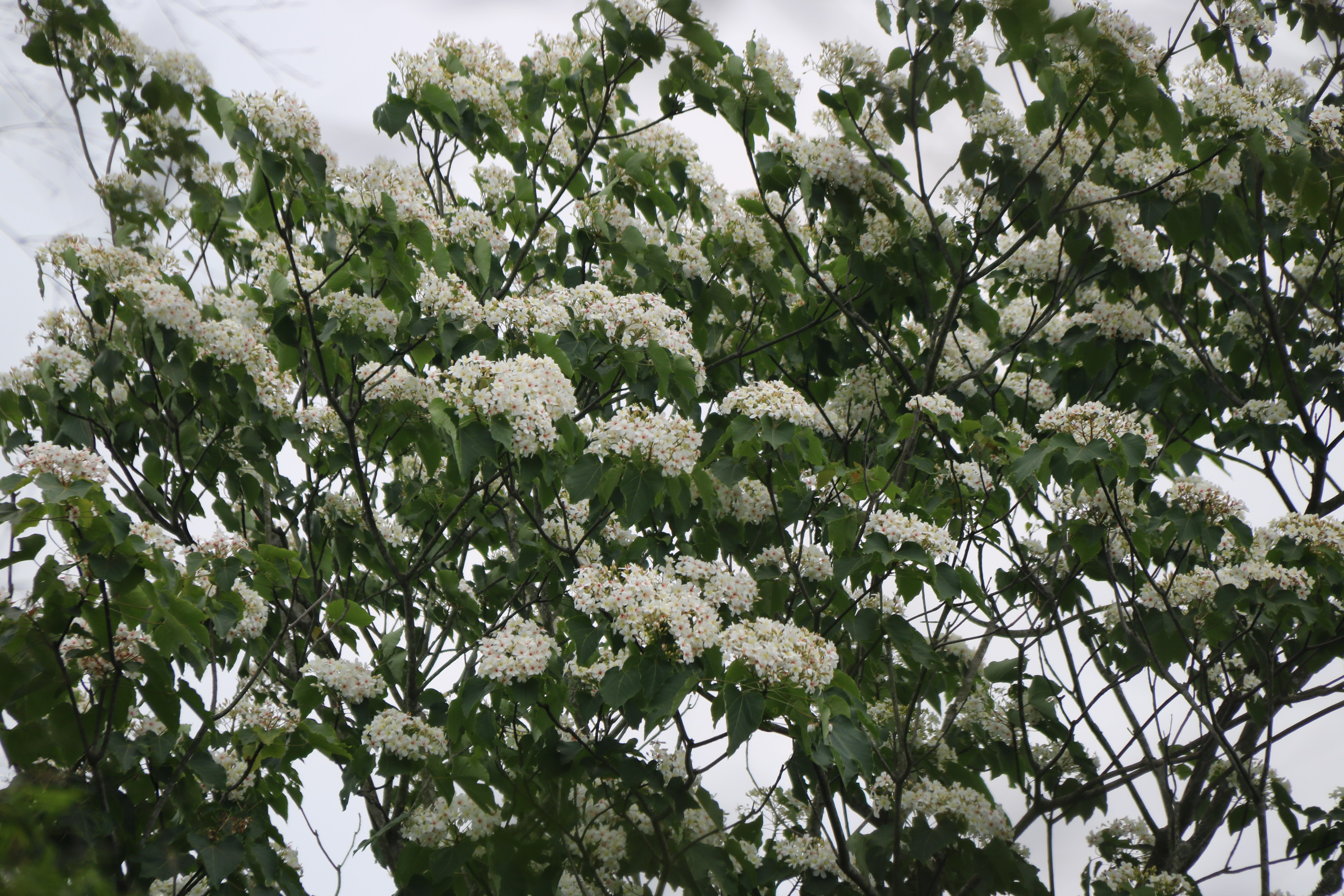 有四月雪美称的油桐花有雌雄花且观赏有门道