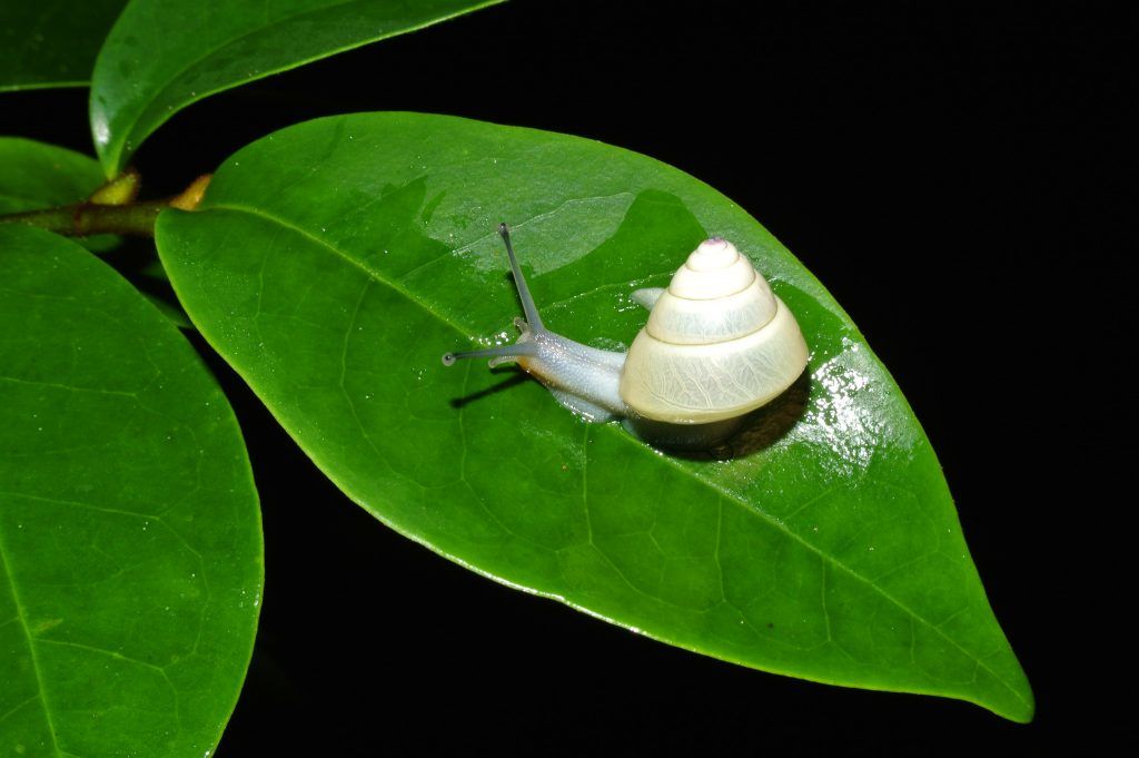 台湾锥实蜗牛图片