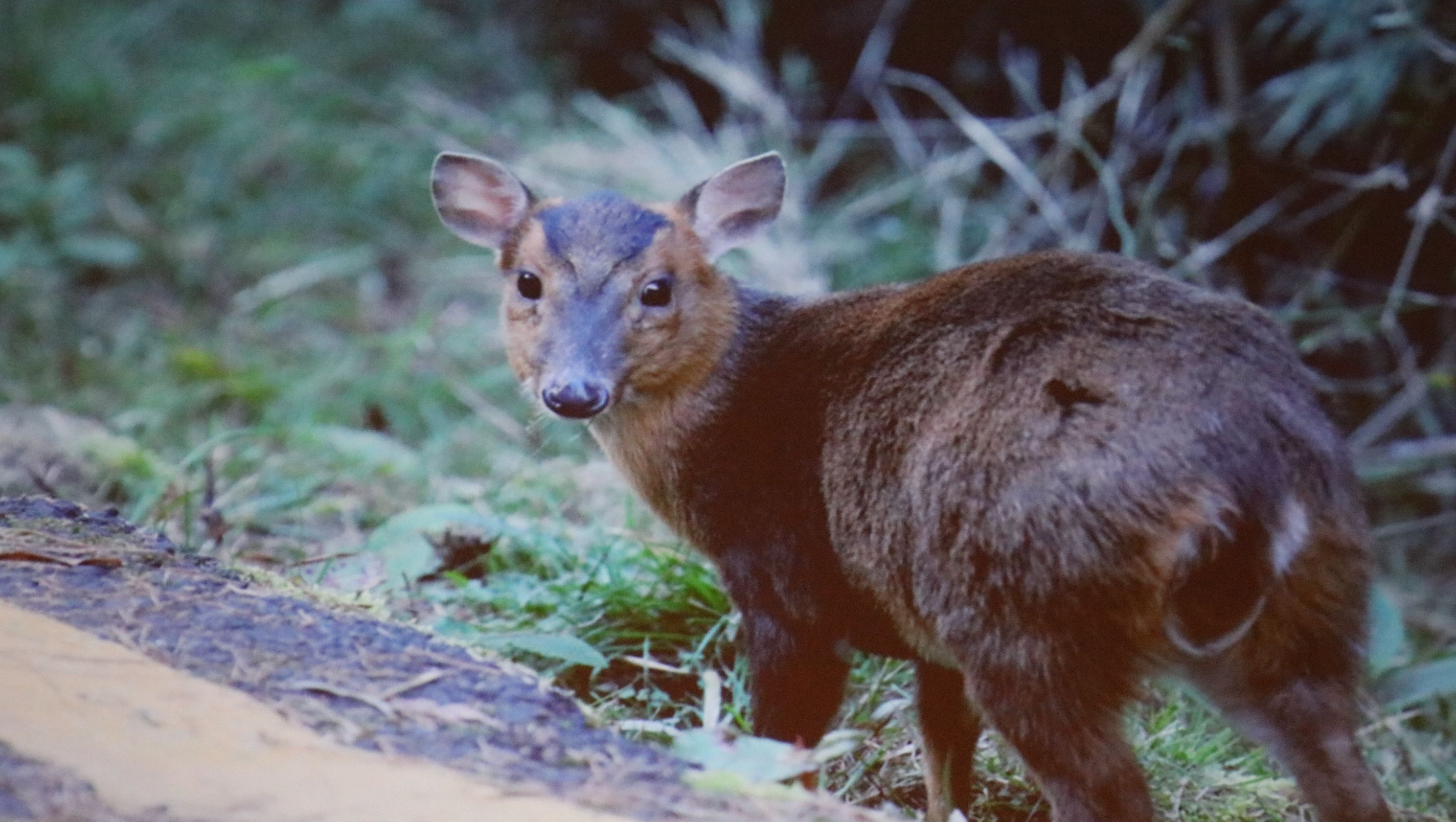 員山生態教育館: 奔馳在原野、森林的精靈－台灣的鹿科動物們