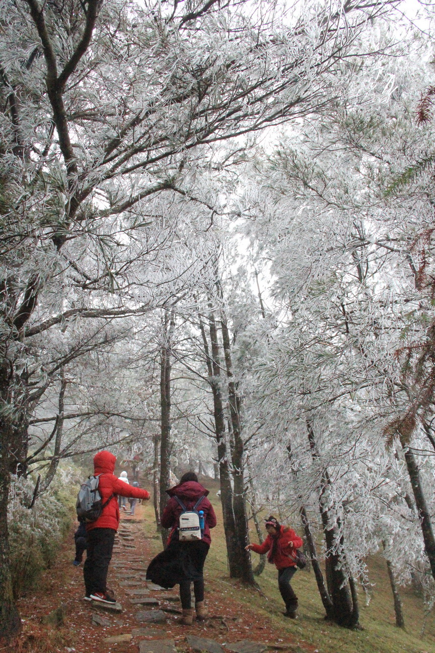 強勁寒流發威塔塔加至麟趾山 鹿林山稜線成霧淞冰晶世界美翻了 排雲以上凌晨再飄雪積雪厚逾十公分盡成銀白世界