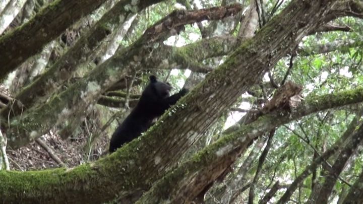 玉山國家公園楠溪林道保育研究站台灣黑熊出沒覓食 山友小心了 Jalife