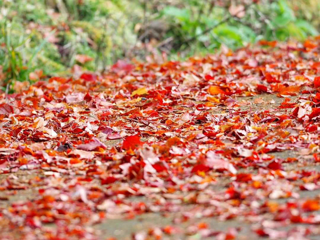 深冬的玉山塔塔加新中橫公路披白霜青山紅榨槭葉子翻紅染紅綠野詩意篇篇 山羌出沒邂逅遊客超療癒 Jalife