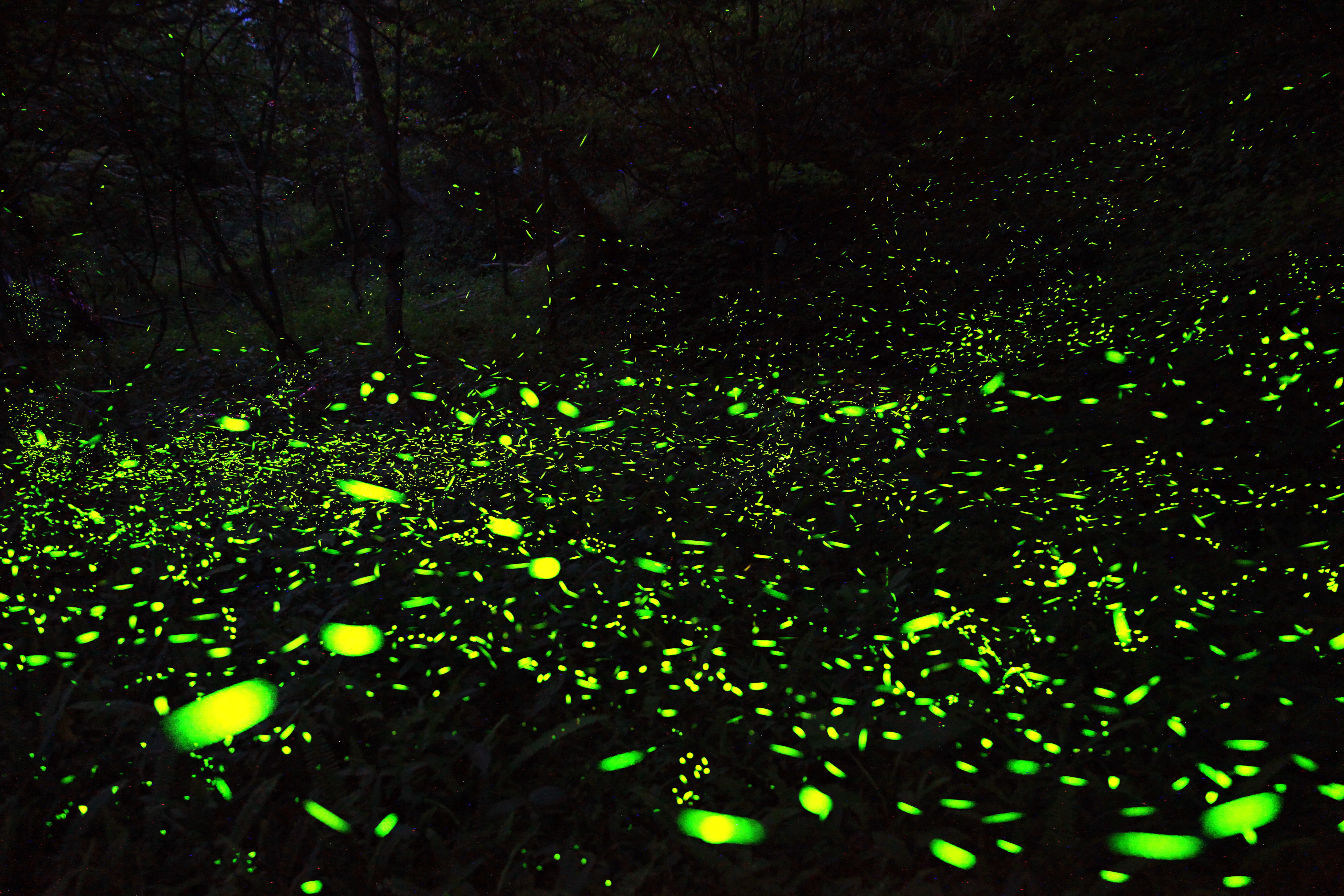 2020南投賞螢季開鑼 4月開始螢火蟲大軍浪漫迫降於四大賞螢區 各項diy與生態探索至兩天一夜賞螢套裝行程迎客來 日管處首推四至五月住宿日月潭國家風景區五鄉鎮憑發票送船票 Jalife