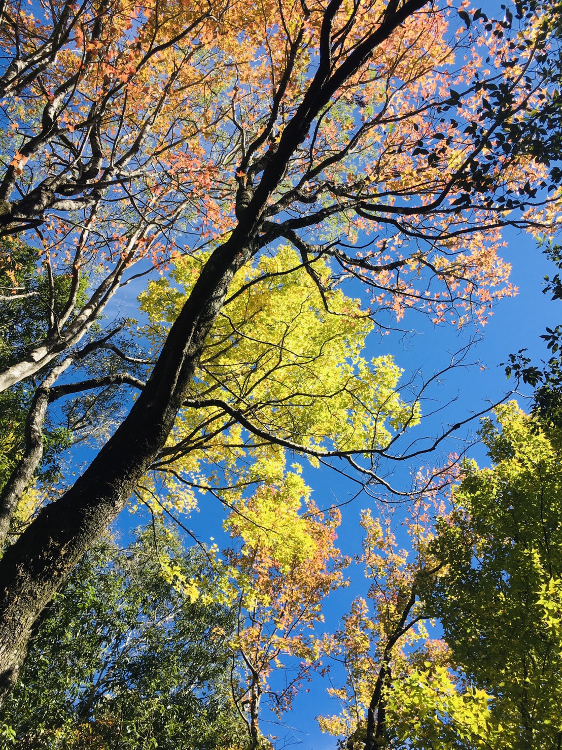 秋冬之交杉林溪水杉漸次轉黃變紅呈現五彩繽紛美翻天 奧萬大楓樹林慢慢變臉 溪頭銀杏林受暖冬影響樹葉尚未變裝 秋高氣爽上山觀賞黃金水杉楓葉變臉秀 Jalife