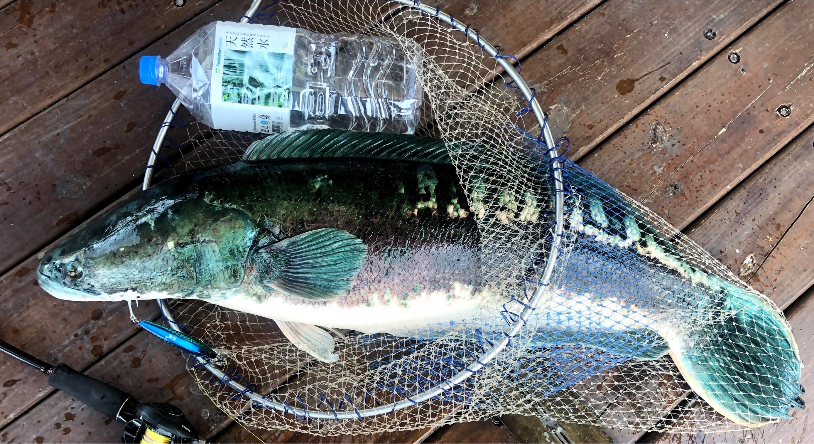 日月潭外來魚種有生態殺手的魚虎進入繁殖期 南投縣府結合漁民清大專業團隊啟動移除魚球移除工作 Jalife