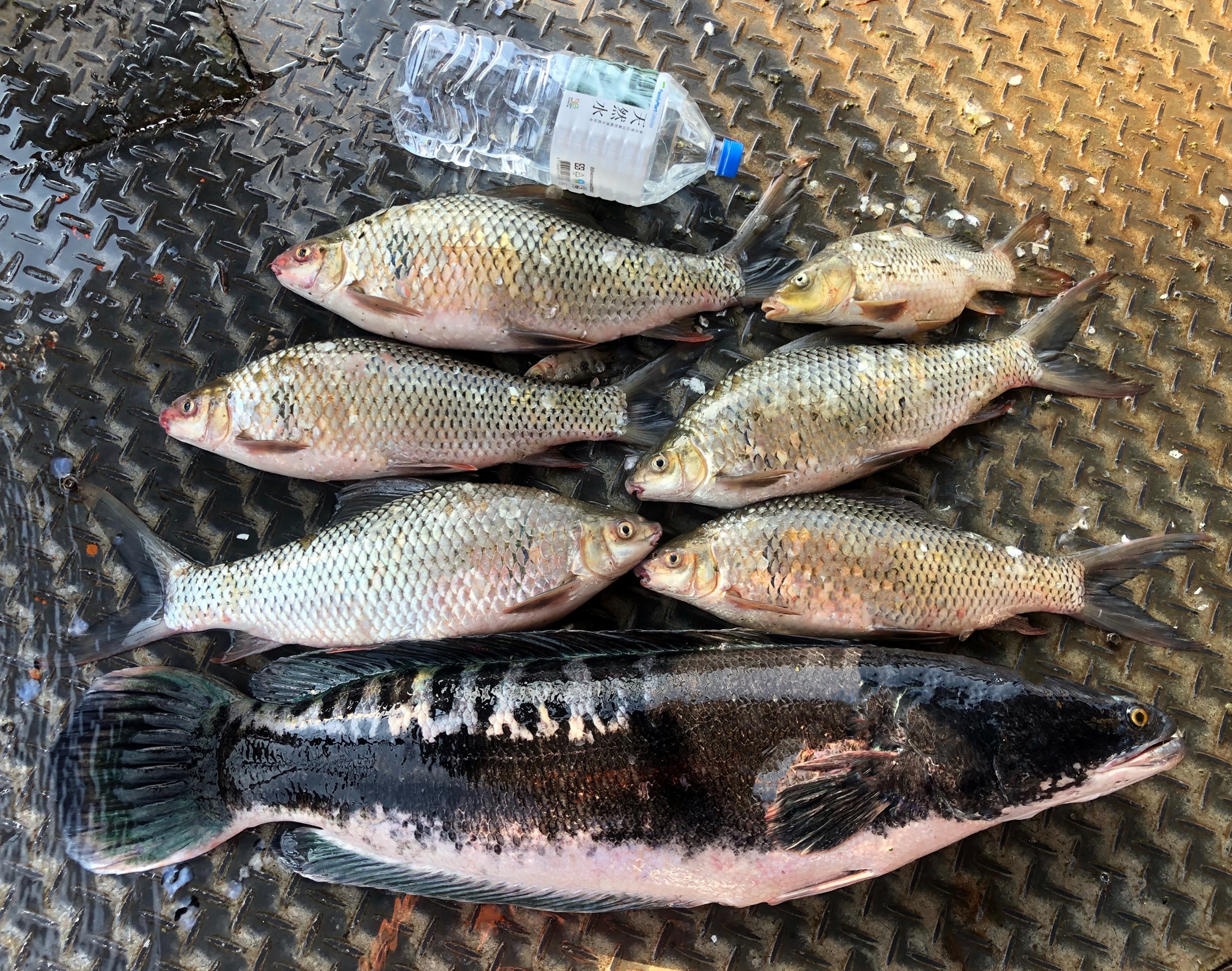 日月潭外來魚種有生態殺手的魚虎進入繁殖期 南投縣府結合漁民清大專業團隊啟動移除魚球移除工作 Jalife