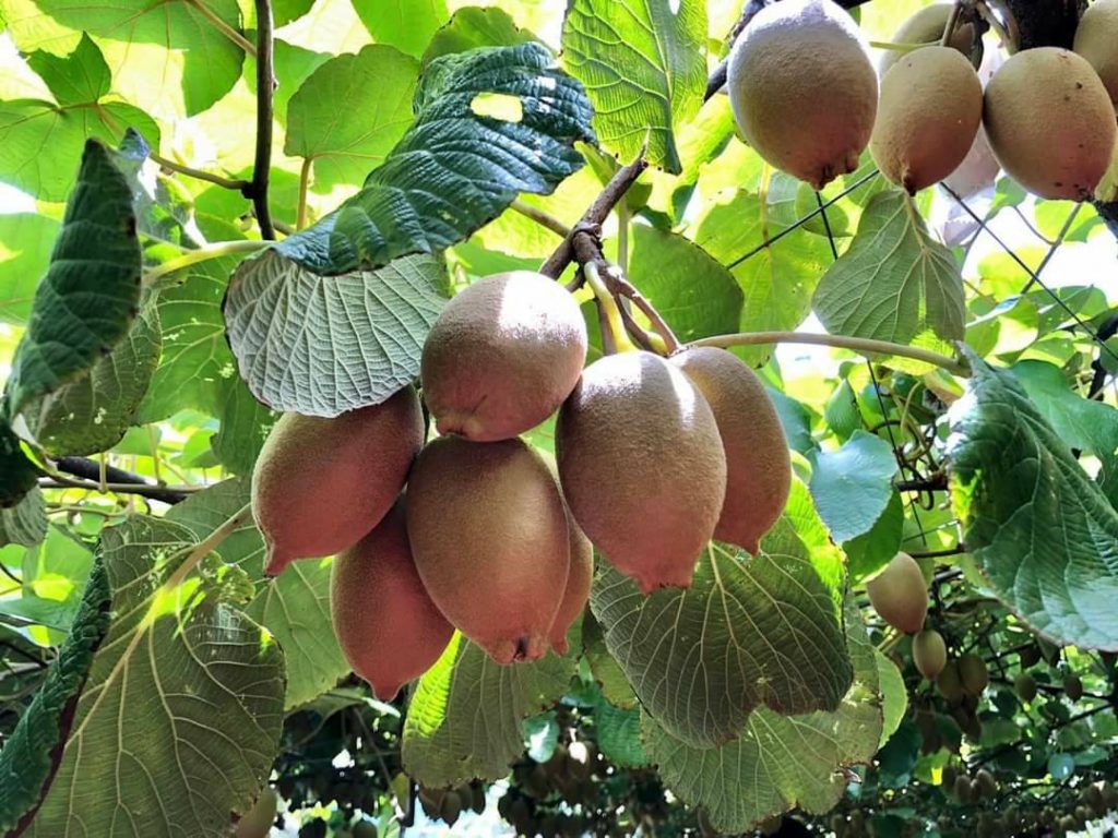 台灣高山黃金奇異果上市了_南投縣仁愛鄉輔導農民在海拔1800公尺山區栽種出品質優異道地國產奇異果上市了！農會提供洽購窗口… – JALife