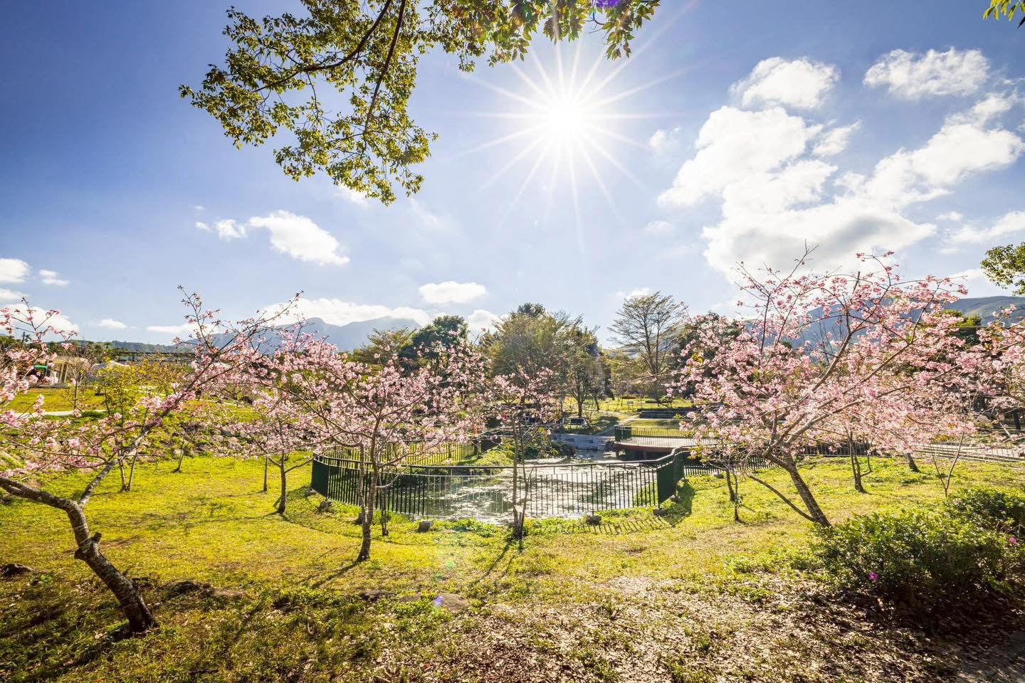 2026南投花卉嘉年華」首部曲鹿谷鄉小半天石馬公園「櫻花冬筍季」己登場。圖/南投縣政府提供